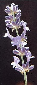 Lavender in Flower